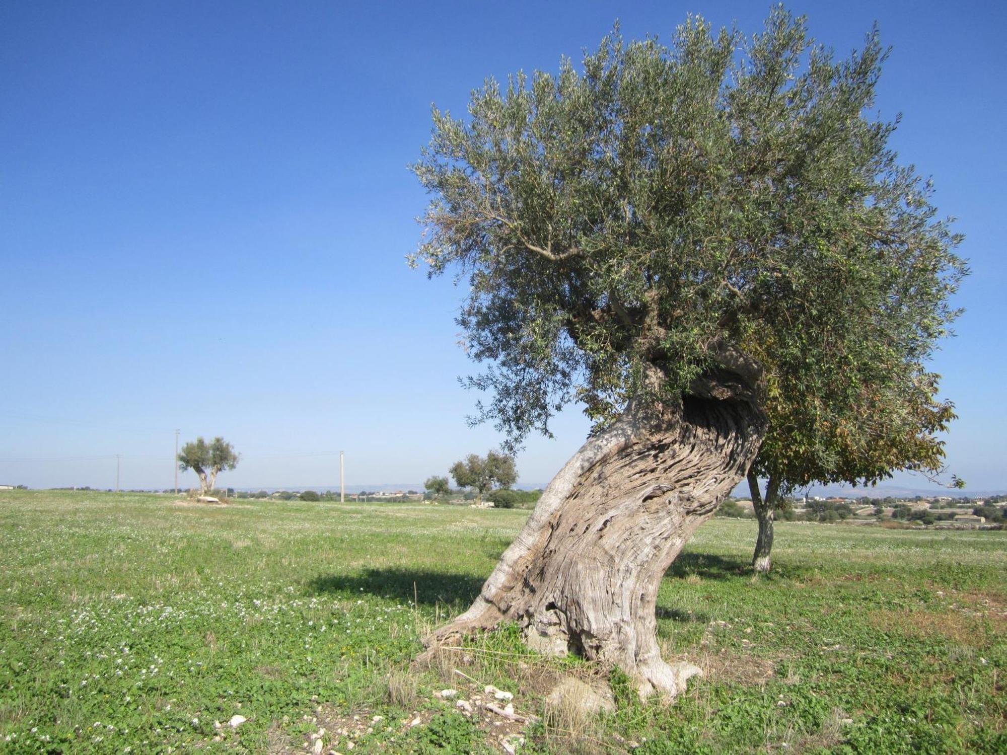 Agriturismo Il Granaio Hotel & Spa موديكا المظهر الخارجي الصورة